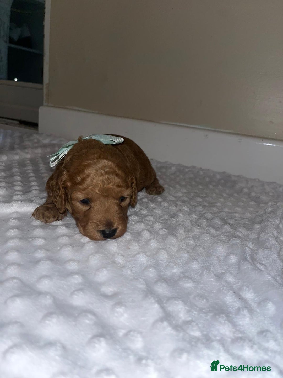 Cockapoo dogs for sale: Cocapoos f1  - Image 8