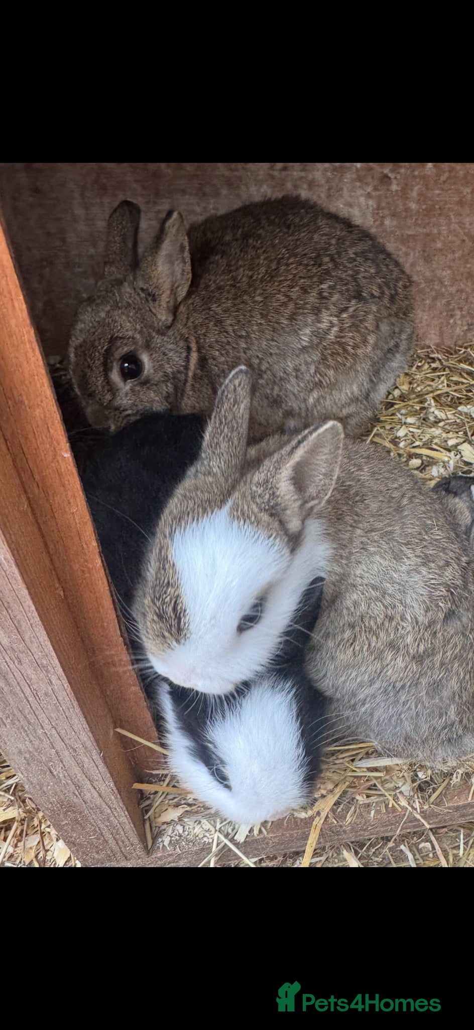 Netherland Dwarf rabbits Cute Netherland Dwarf Baby rabbits - Advert 8