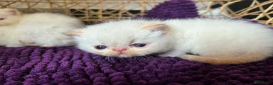 Exotic Kitten 4