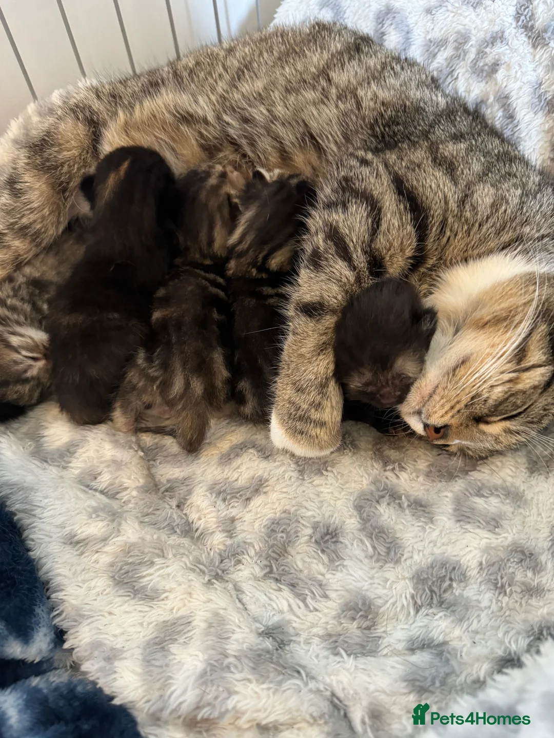 Mixed Breed cats for sale: Tilly our beautiful house cat. - Advert 2