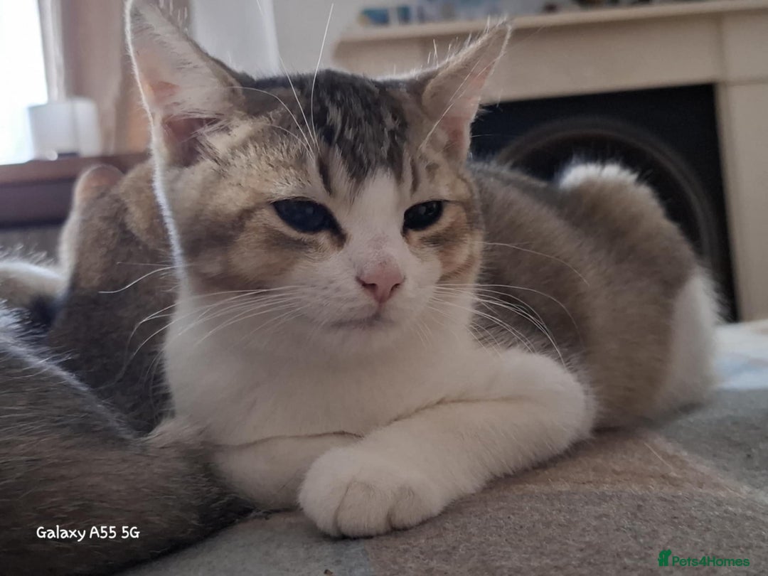 British Shorthair cats for sale: British short hair gold  - Advert 6