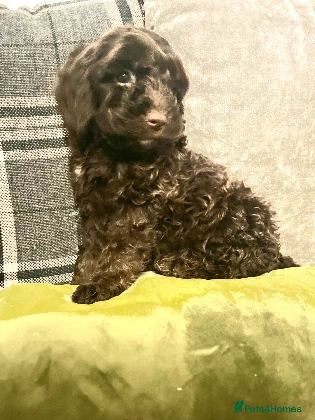 Cockapoo dogs for sale: Amazing choc cockerpoo pups for sale READY NOW  - Advert 21