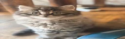 Mixed Breed cats for sale: GORGEOUS MAINE COON X PERSIAN KITTENS  - Advert 6