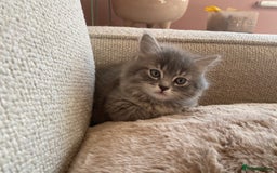 Siberian cats for sale: Siberian x British Shorthair Girls  - Image 11