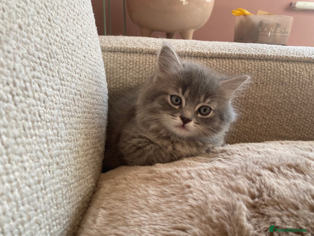 Siberian cats for sale: Siberian x British Shorthair Girls  - Image 11