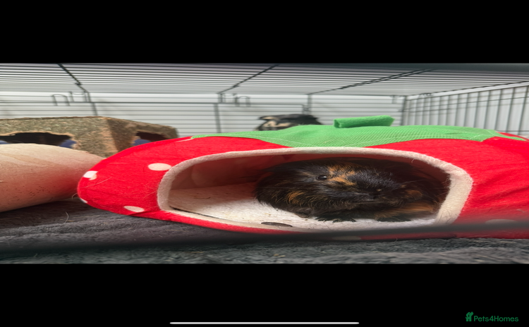 Guinea Pig rodents - Advert 10