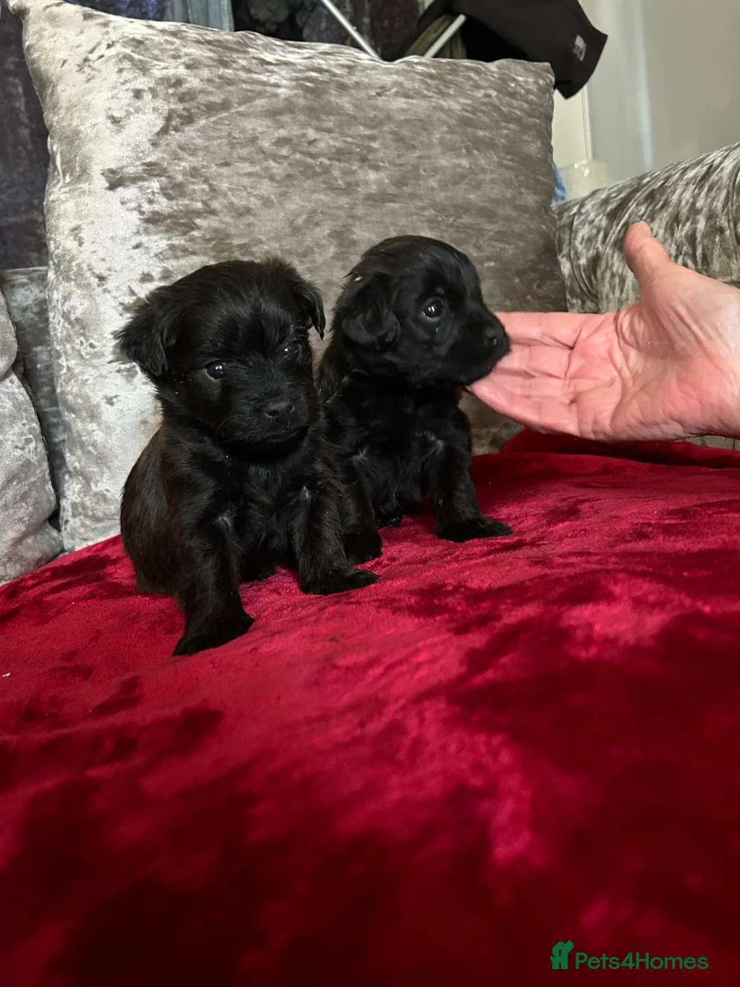 Mixed Breed dogs for sale: adorable westiepoo puppies looking for a love home - Advert 7