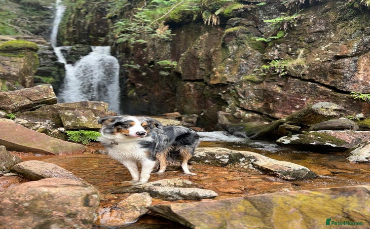 Border Collie dogs - Advert 1