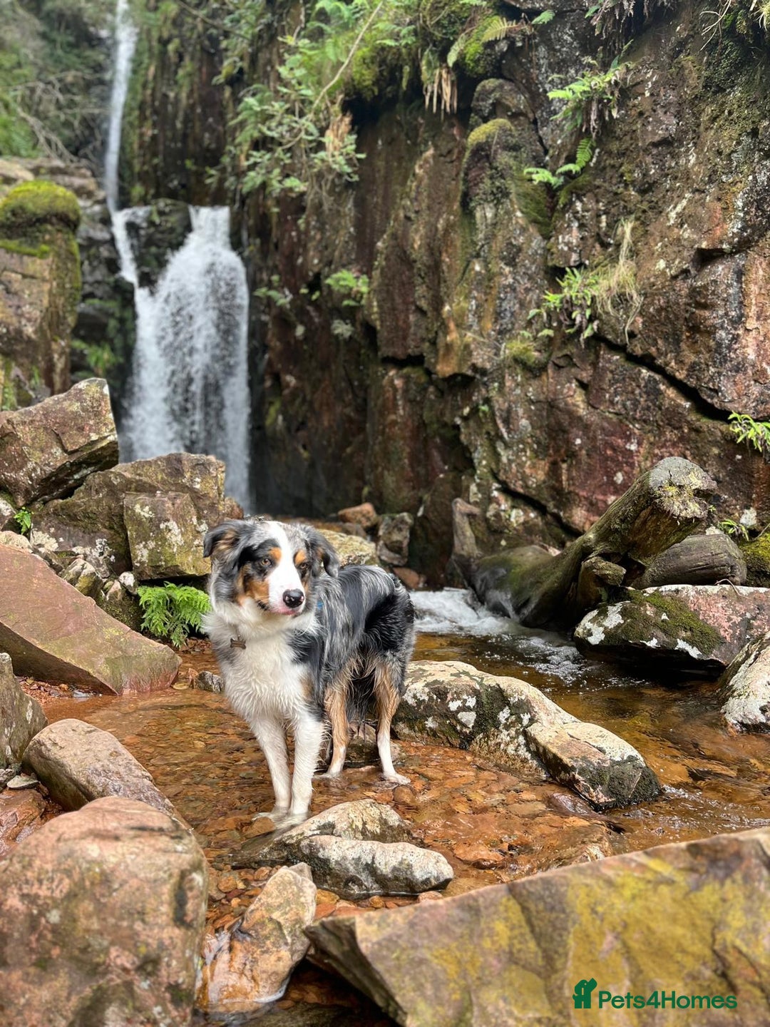 Border Collie dogs for stud: Stud Dog Available – Poe - Image 1