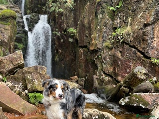 Border Collie dogs - Advert 10