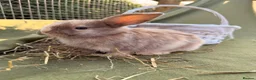Mini Lop rabbits for sale: *Mini Lop Babies  - Advert 32