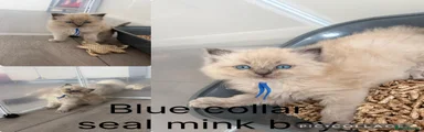 Ragdoll 1