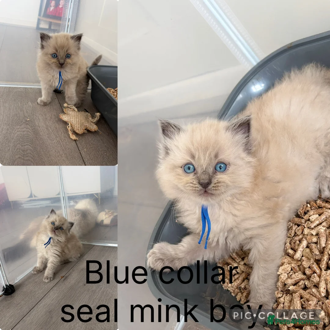 Ragdoll cats for sale: Stunning ragdoll kittens - Advert 1