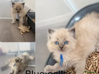 Ragdoll cats Stunning ragdoll kittens - Advert 9