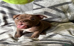 American Bully dogs for sale: American Micro Bully. Ready to go.  - Image 5