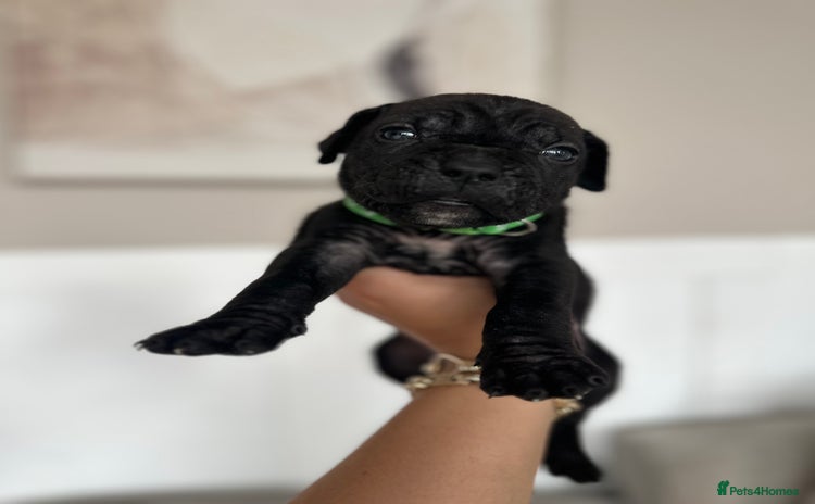 Cane Corso dogs - Advert 1