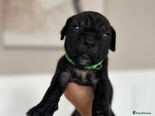 Cane Corso dogs - Advert 8