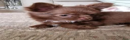 Chihuahua dogs for sale: Brown & Cream Long Haired Russian Girl - Advert 2