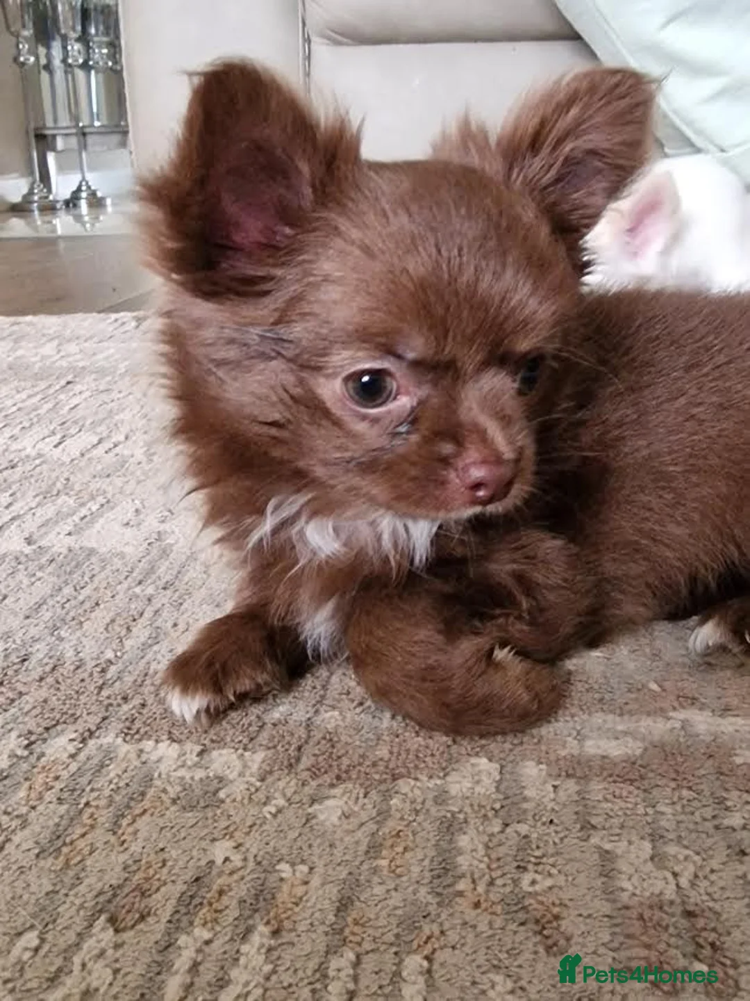 Chihuahua dogs for sale: Brown & Cream Long Haired Russian Girl - Advert 2