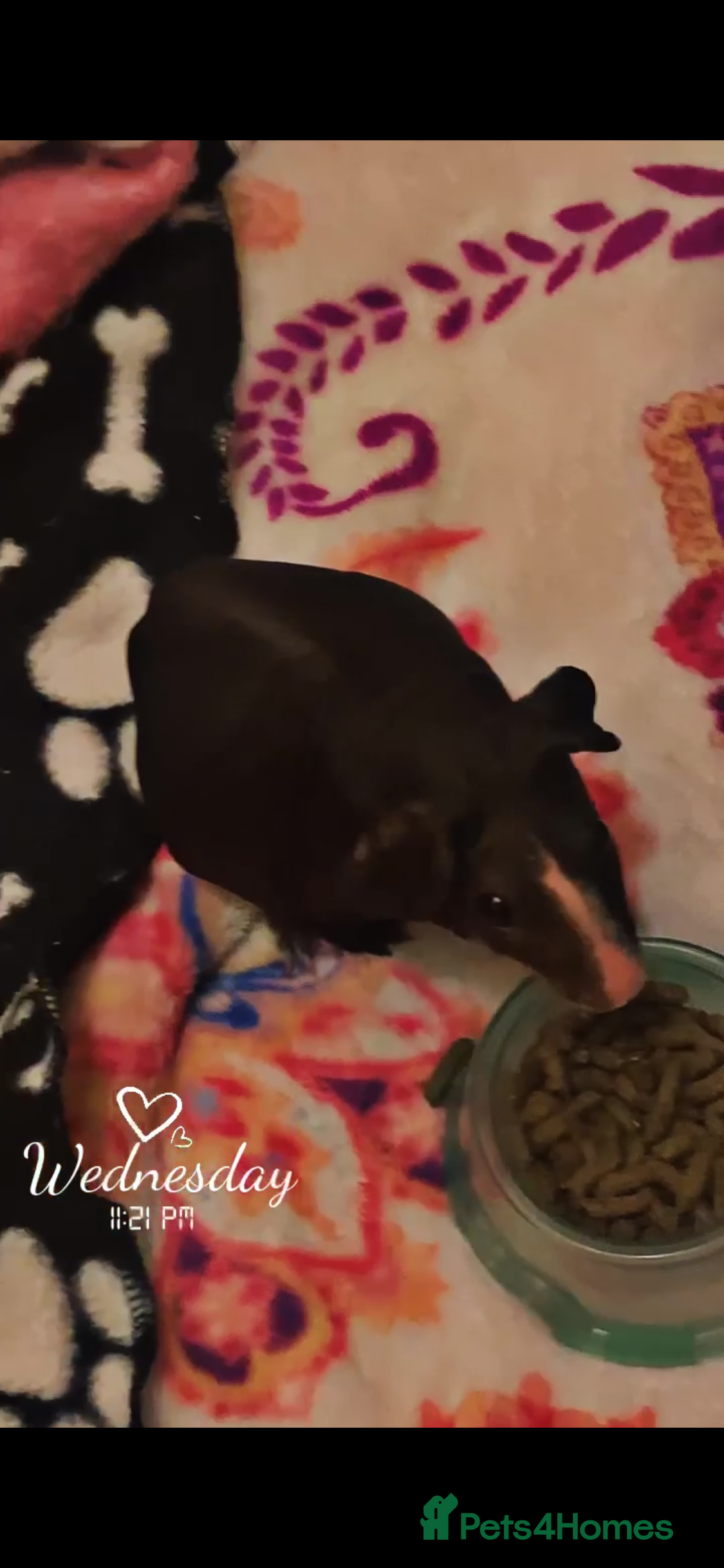Guinea Pig rodents Skinny pigs  - Advert 1