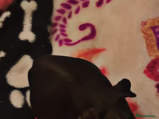 Guinea Pig rodents Skinny pigs - Advert 1