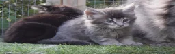 Maine Coon cats for sale: Tica registered DNA tested parents poly Maine Coon - Advert 22