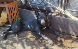 Mixed Breed dogs for sale: Malinois x dutch herder  - Image 2