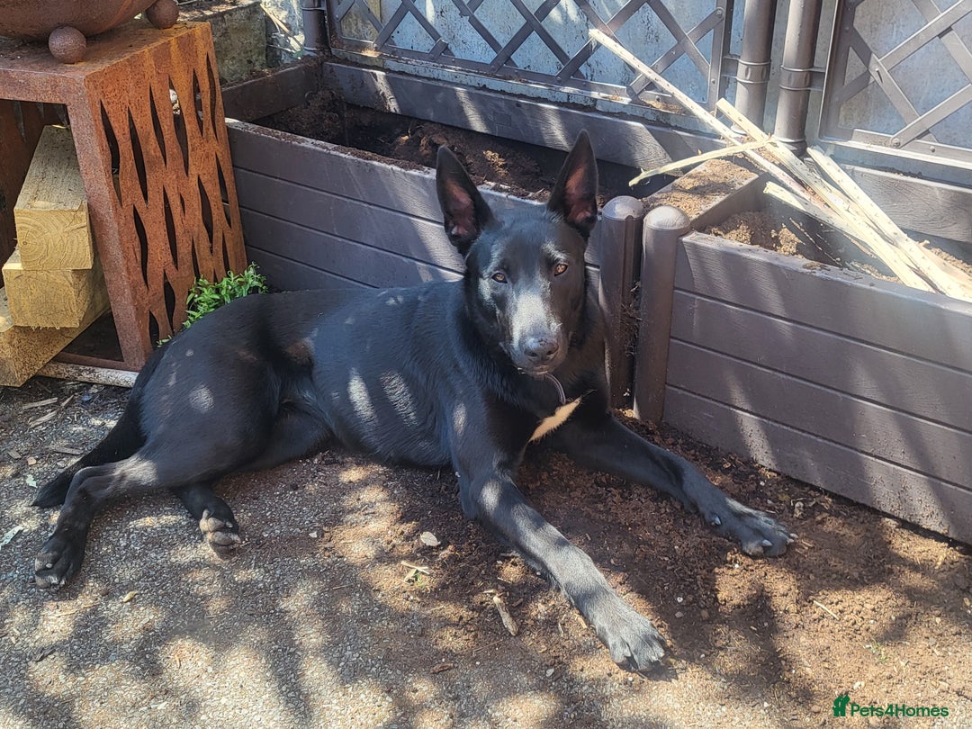 Mixed Breed dogs for sale: Malinois x dutch herder  - Image 2