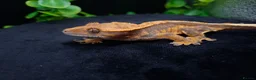 Gecko reptiles for sale: Beautiful Crested Gecko's ready for new homes  - Advert 7