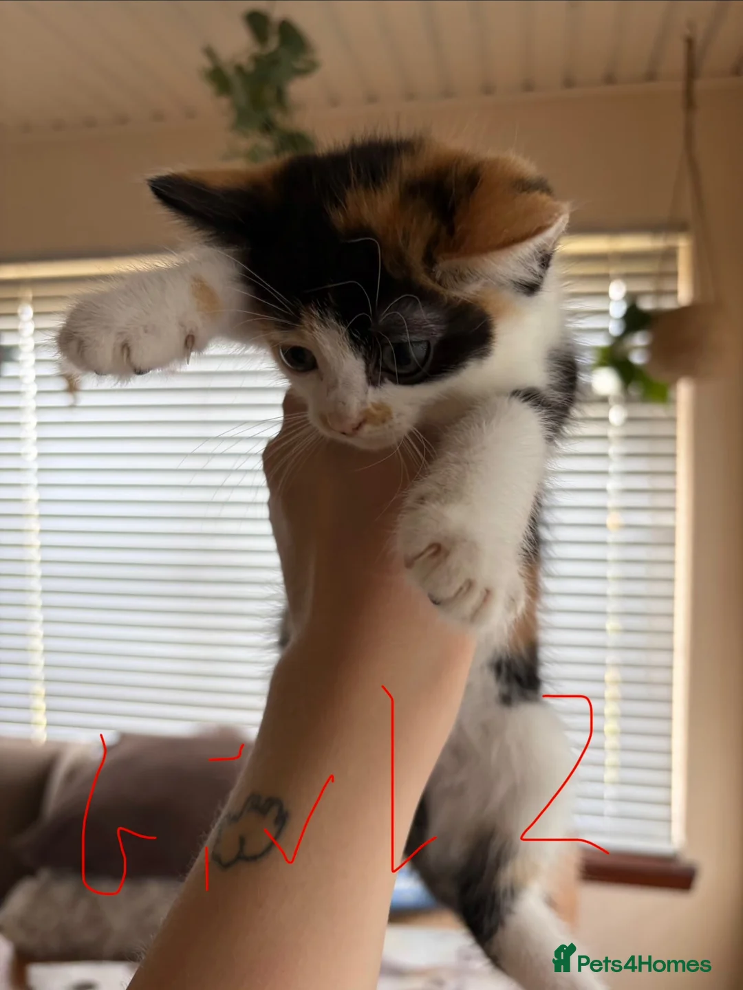 Mixed Breed cats for sale: Beautiful kittens for sale !! in Girvan - Advert 2