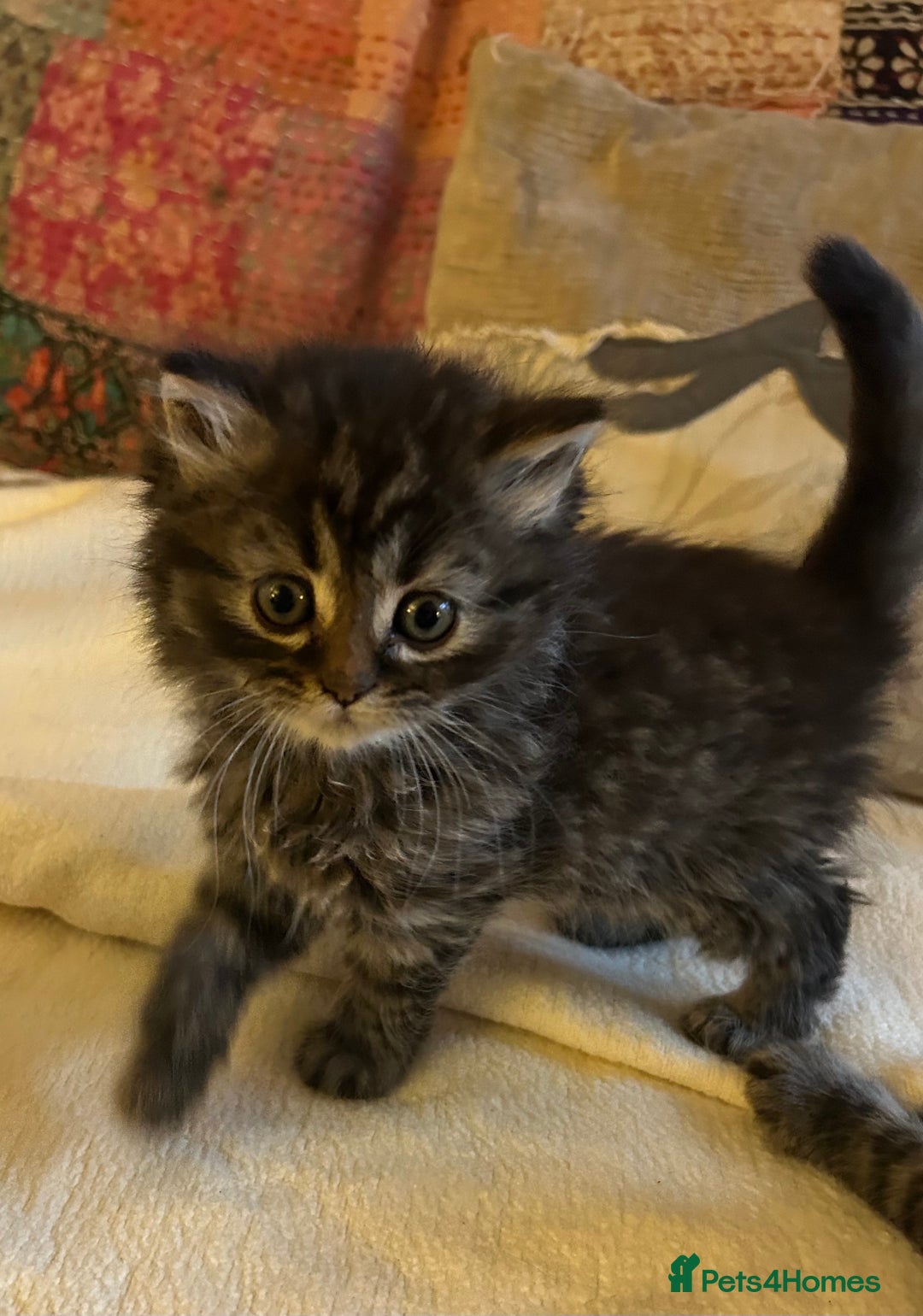 Persian cats for sale: GORGEOUS PERSIAN X KITTENS - Advert 22