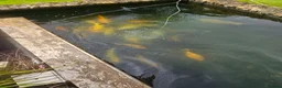 Koi Carp fish for sale: Koi carp, vary large in Stoke-on-Trent - Advert 7