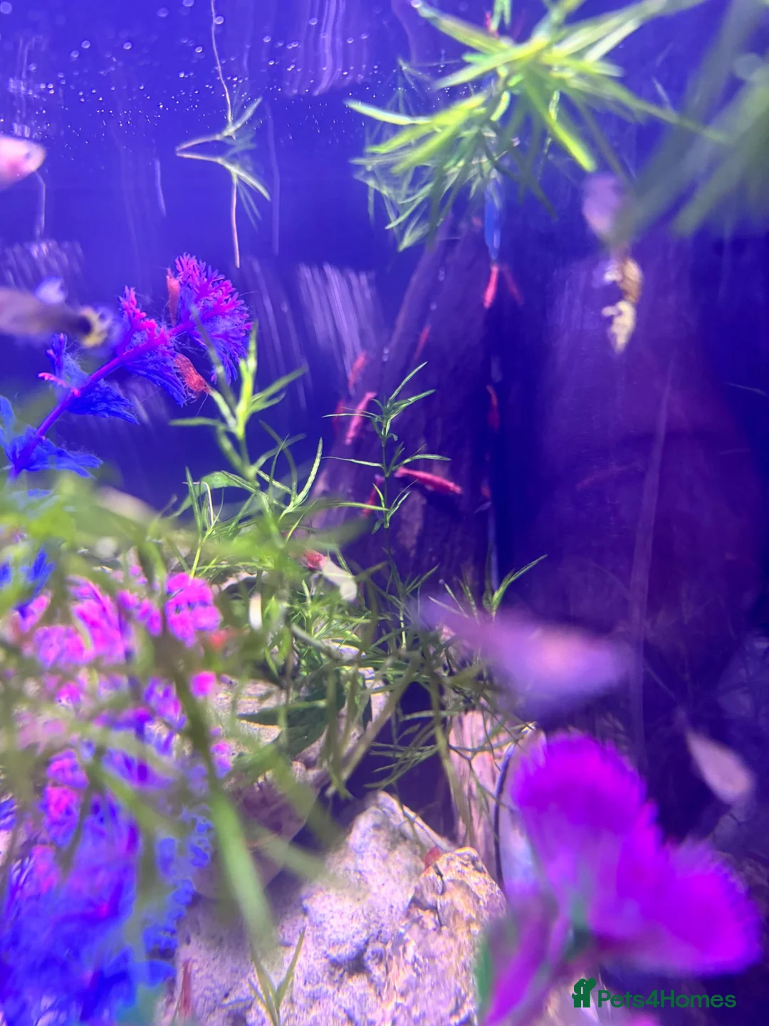 Cichlids fish for sale: Community fish  - Advert 8