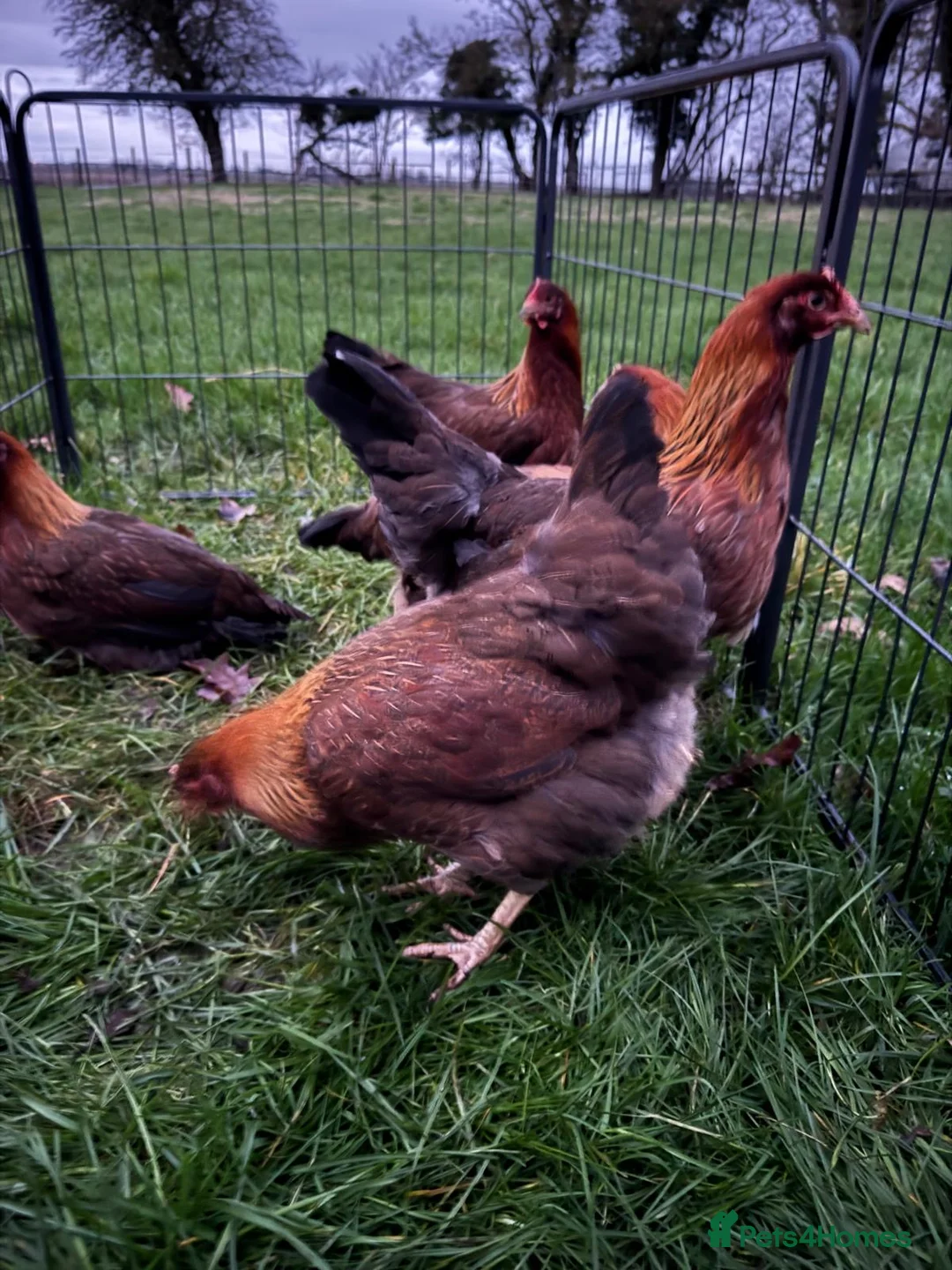 Chickens poultry for sale: Welsummers - Advert 3