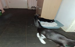 Domestic Shorthair cats for sale: 2 Eight week old Kittens for sale 1Male/1Female - Image 7