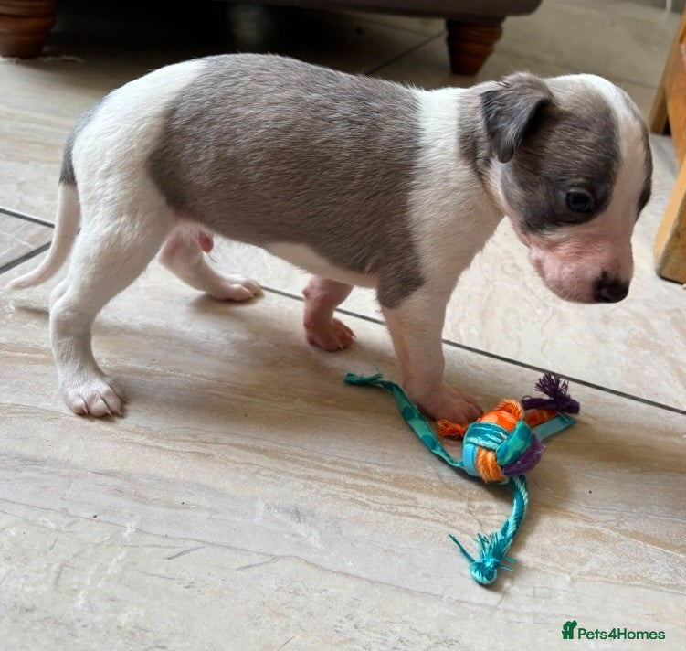 Whippet dogs Beautiful kc puppies not ready for 6 weeks  - Advert 2