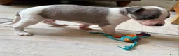 Whippet dogs for sale: The most precious! Kc wippets 🐶 boys & girls   - Advert 27
