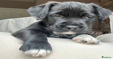 Mixed Breed dogs - Advert 15