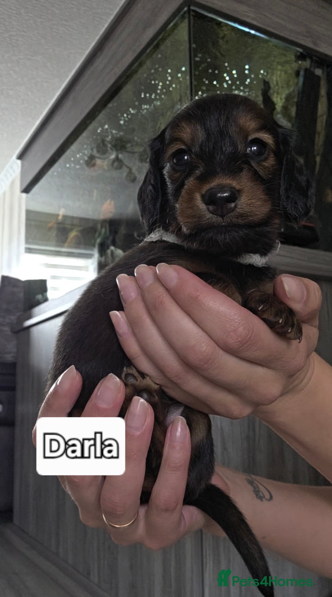 Dachshund dogs for sale: Red long-haired standard dachshund puppies - Image 6