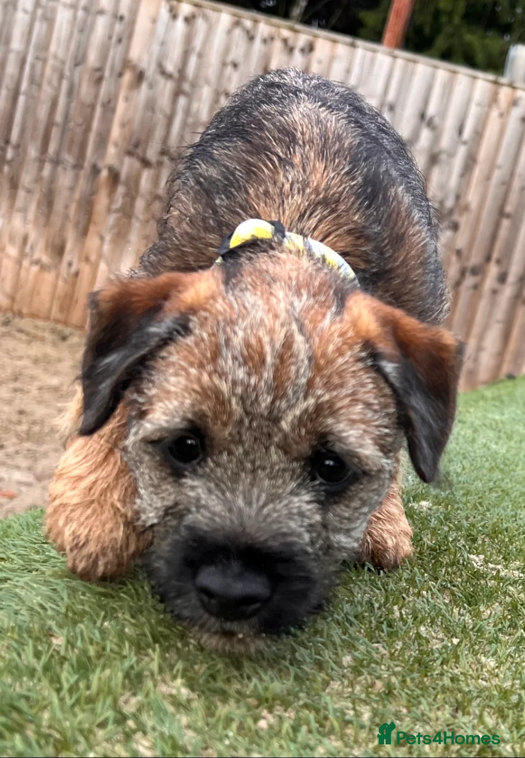 Border Terrier dogs for sale: KC registered young female Border Terrier - Advert 10