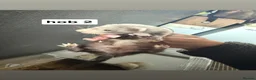 Ferret rodents for sale: ferret kits for sale - Advert 2