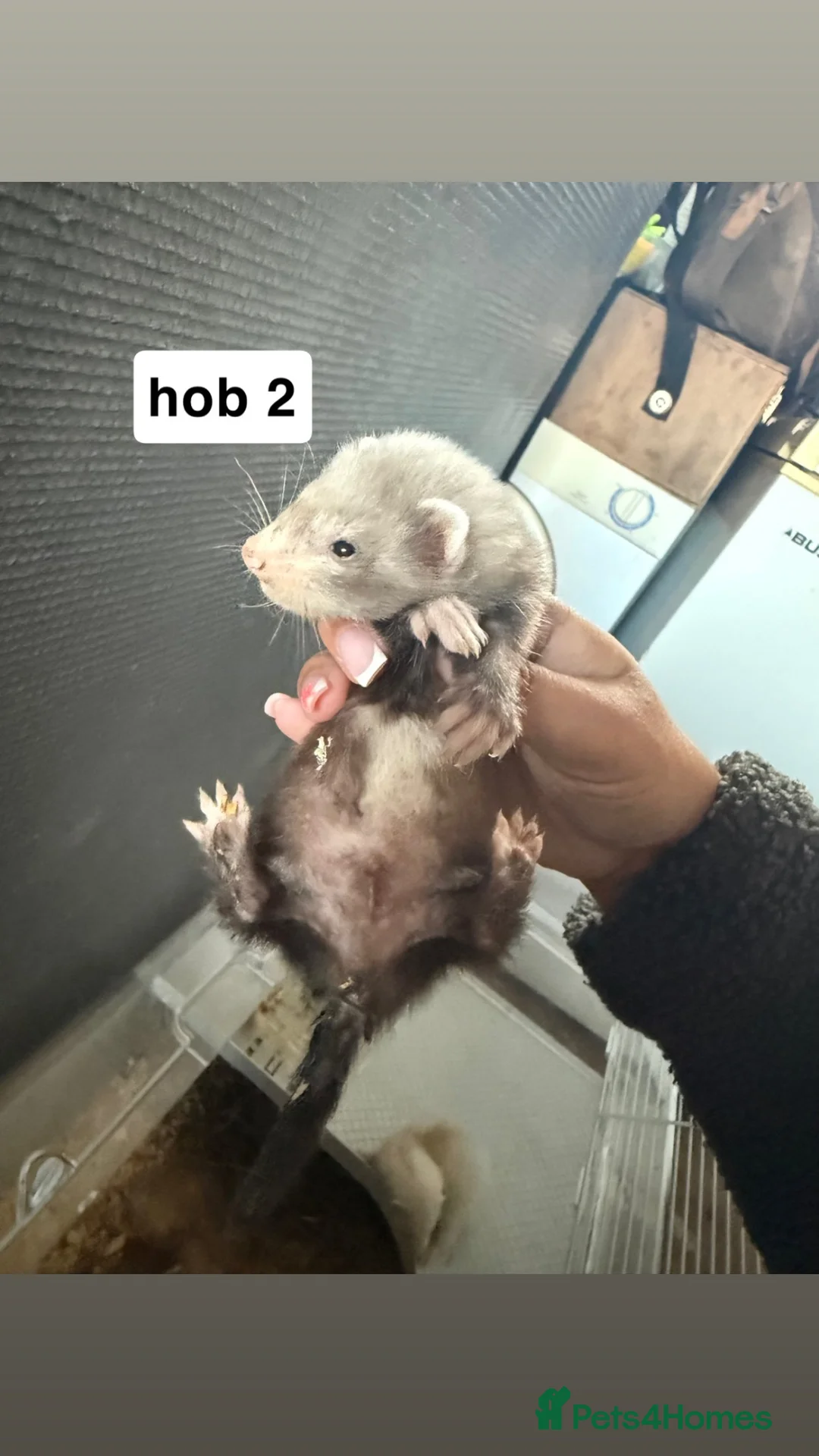 Ferret rodents for sale: ferret kits for sale - Advert 2