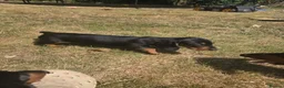 Miniature Dachshund dogs for sale: Miniature dachshund  - Advert 5