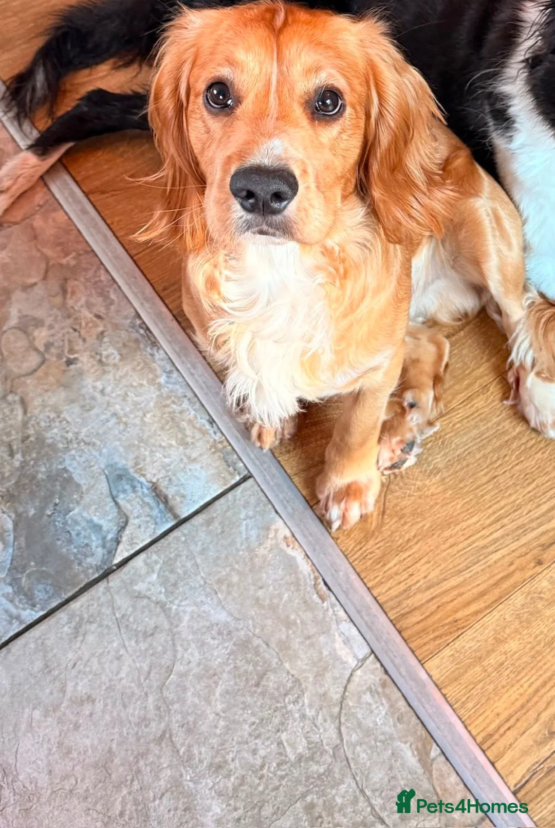 Cocker Spaniel dogs for stud: Cocker Spaniel stud - Advert 2