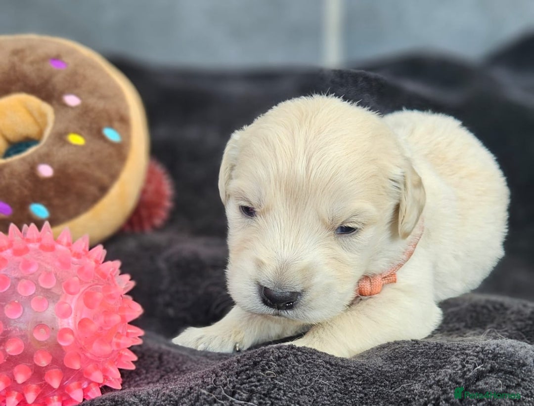 Golden Retriever dogs for sale: Gorgeous kc golden retrievers  - Image 15