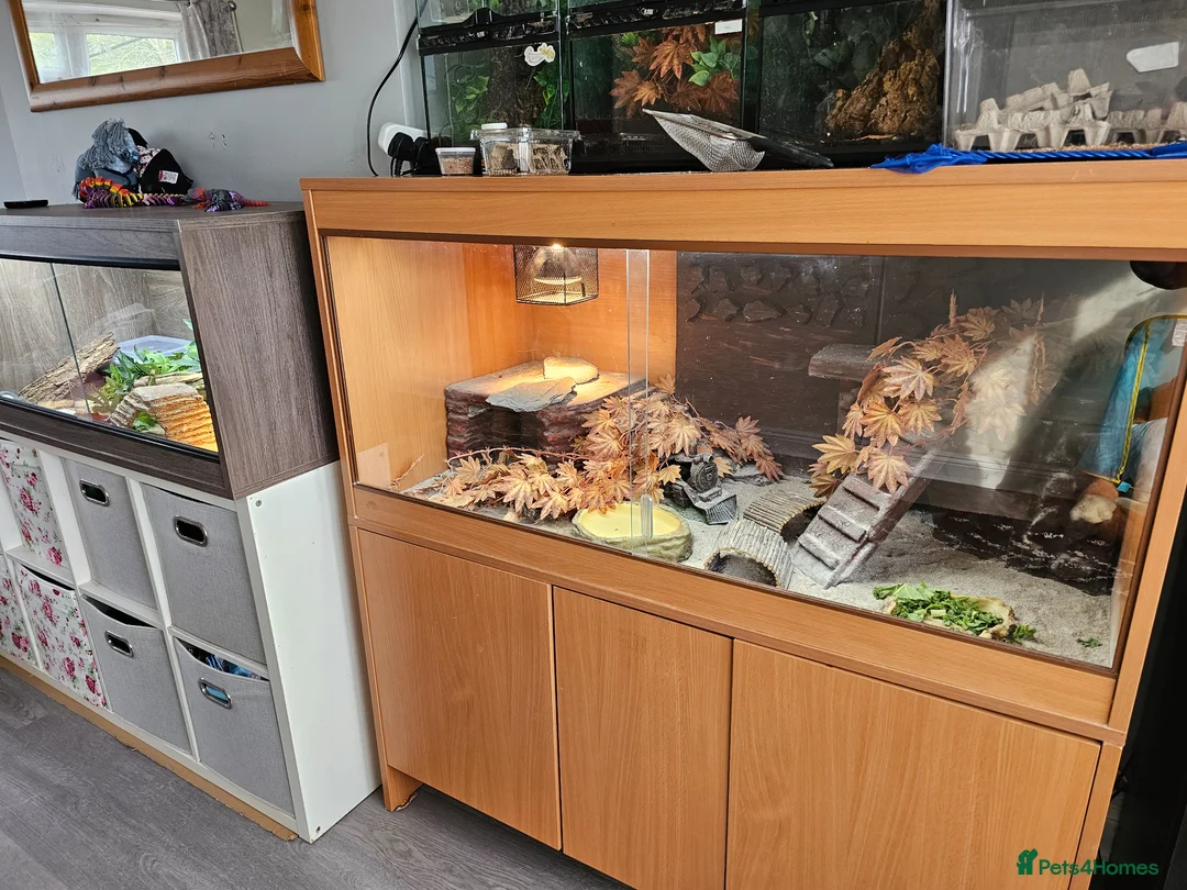 Bearded Dragon reptiles for sale: Bearded dragon and set up  - Advert 1