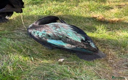 Ducks poultry for sale: Three beautiful ducks - Image 2