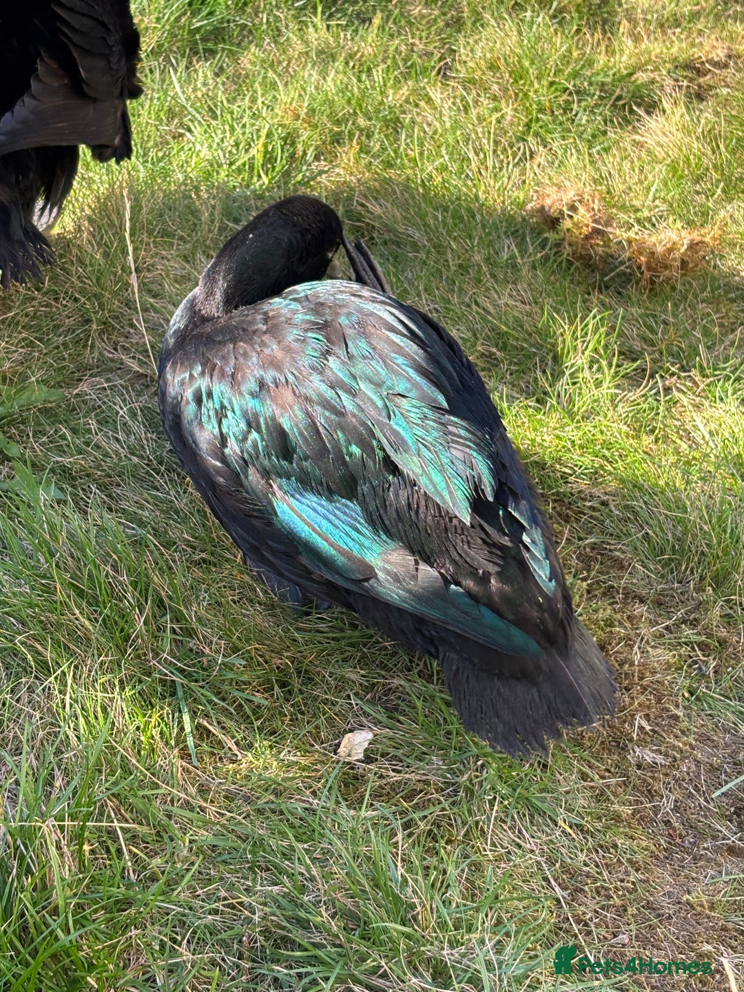 Ducks poultry for sale: Three beautiful ducks - Image 2