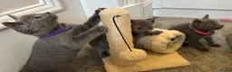 Russian Blue cats for sale: Russian Blue Kittens - Advert 11