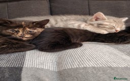 British Shorthair cats for sale: 3 kittens ready to leave  - Image 6